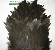 Hebert wet hen saddle wild tupe black / brown Whiting 
